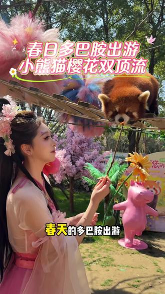 樱花小熊猫双顶流!春天的多巴胺出游就去淹城野生动物园!#淹城春游花招节#常州文旅 #江浙沪周边游 #小熊猫#常州樱花