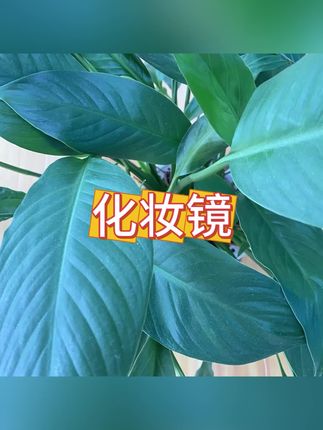 #化妆镜 #镜子 #台式镜子