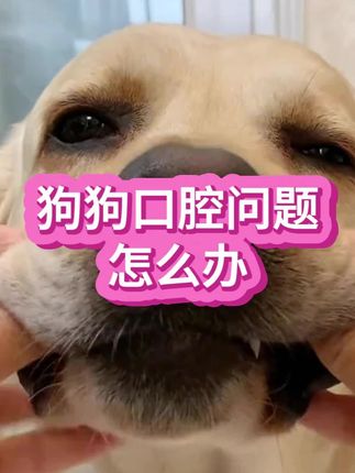 有没有发现你家毛孩子嘴巴臭臭的#养狗人 #狗狗牙结石#狗狗口臭 #狗狗口腔溃疡