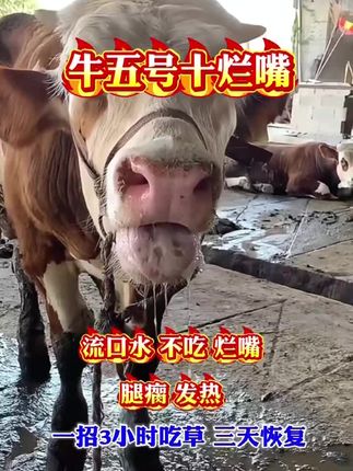 牛五号+烂嘴流口水不吃烂嘴腿瘸发热一招3小时吃草三天恢复!#养牛技术分享 #养牛小妙招#抖音涨粉丝上热门
