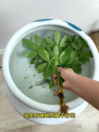 #七叶莲 也叫八方来财,一年四季常绿,教教水就能养的很好#水培植物
