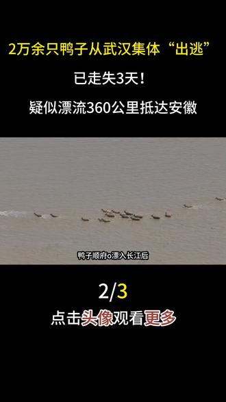 2万余只鸭子从武汉集体“出逃”,已走失3天!疑似漂流360公里抵达安徽