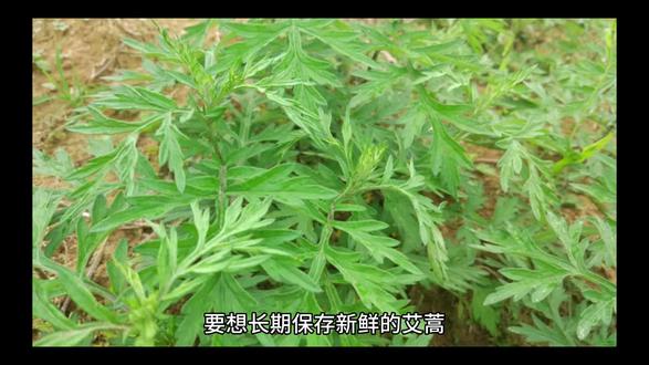新鲜的蒿子如何保存?