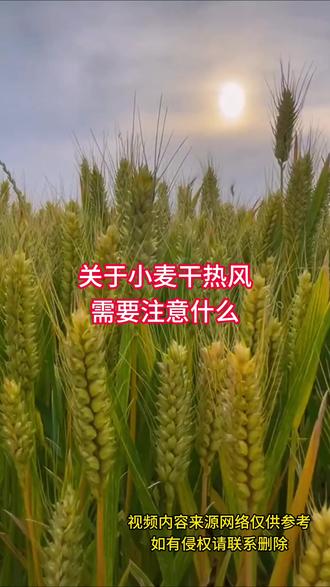 关于小麦干热风需要注意什么 #农田耕作 #三农