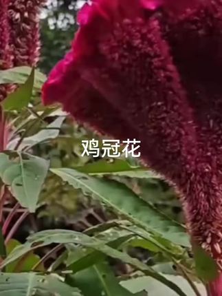鸡冠花