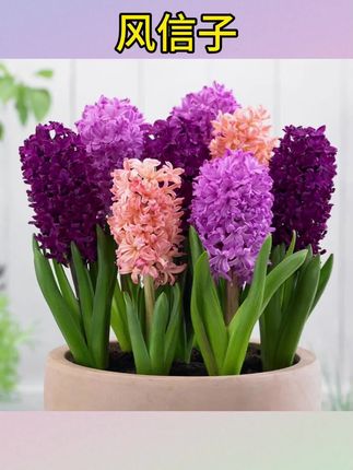 #风信子 #风信子种球 #风信子开花 风信子土培水培种球拍球根种子苗新手种花阳台盆栽#风信子水培 #风信子种子