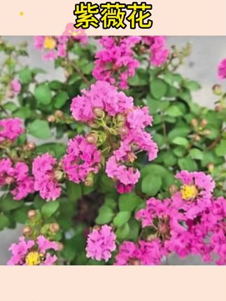 #紫薇花 #紫薇花盆栽 #花卉盆栽 紫薇花盆栽阳台庭院四季好养绿植盆景耐寒耐高温花卉#花卉绿植 #盆栽绿植