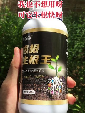 爆根生根液移栽扦插生根水营养液植物促根通用强力多肉壮苗生根剂 #生根液 #扦插育苗 #生根壮苗 #无限回购的宝藏单品 #花卉养护