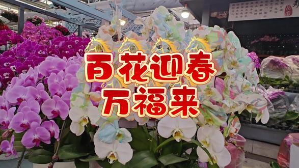 新春人人快乐之——百花迎春万福来
#花市 #过年氛围提前搞起来了 #鲜花 #花卉市场 #年宵花