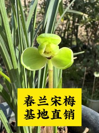 #兰花#春兰宋梅#花卉盆栽 #室内绿植