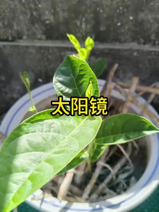 #太阳镜推荐 #太阳镜推荐 #防晒