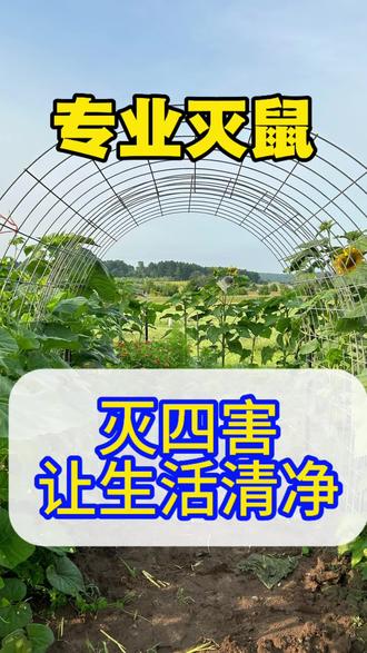 灭四害,让家清净#灭鼠方法 #灭鼠