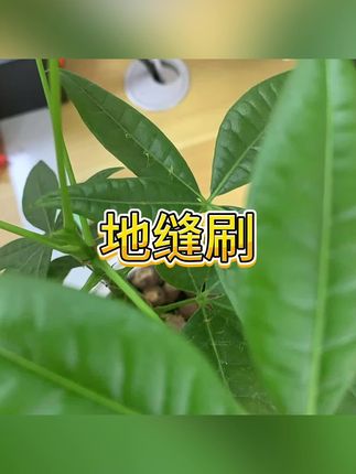 #地缝刷 #清洁刷 #刷子