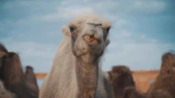 刚果共和国是一个什么样的国家 刚果共和国(简称刚果(布))是位于非洲中部的国家,面积约为34.2万平方公里,人口约540万(2024年)。其历史可追溯至13世纪的刚果王国,1960年8月15日宣布独立。该国东邻刚果(金)、中非共和国,南接安哥拉,西临刚果河与刚果(金)相望,北邻中非共和国,是非洲大陆上少数以法语为主的国家之一。
刚果(布)经济以石油、矿产和林业为主,石油产业占GDP比重较高。2023年GDP为150亿美元,人均GDP约2380美元,经济增长率3.7%。然而,经济结构单一,过度依赖资源出口,非石油产业占比低。近年来,政府推动经济多元化,发展农业和林业,但成效有限。
未来发展中,刚果(布)需解决资源依赖问题,加强基础设施建设,提升农业现代化水平,并改善治理能力。世界银行建议通过发展林业、人力资源和多元化经济增强抗风险能力。同时,减少债务压力和通货膨胀对民生的影响,将是实现可持续增长的关键。