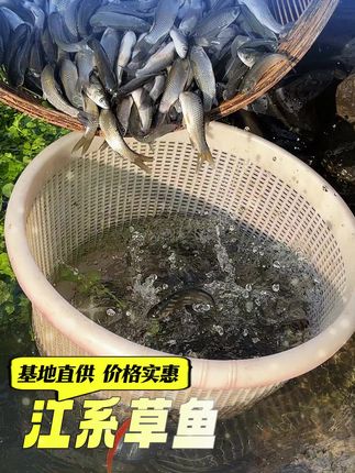 长江草鱼苗,可套养,一亩塘自然散养300-500条 #草鱼 #四大家鱼养殖 #水产养殖 #水产人