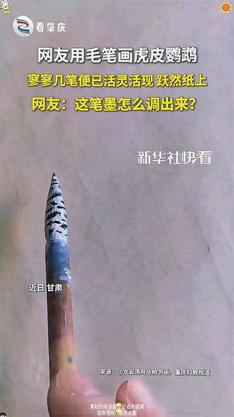 绝!寥寥几笔虎皮鹦鹉已跃然纸上