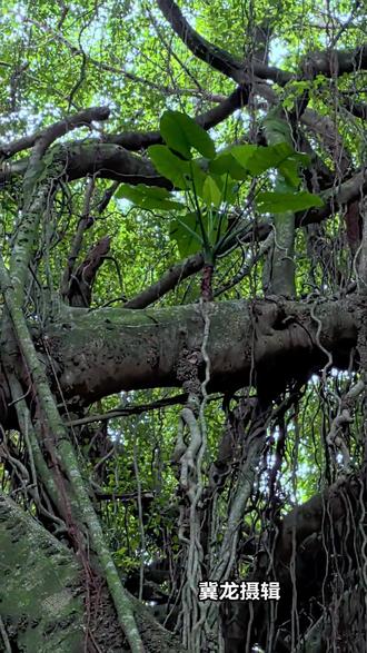 独木成林一一好大一棵树