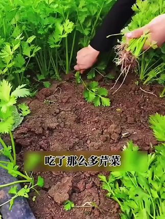 红香芹种子芹菜盆栽蔬菜红杆香芹菜种籽#红芹#红芹菜种子 #芹菜#优质农产品 #三农
