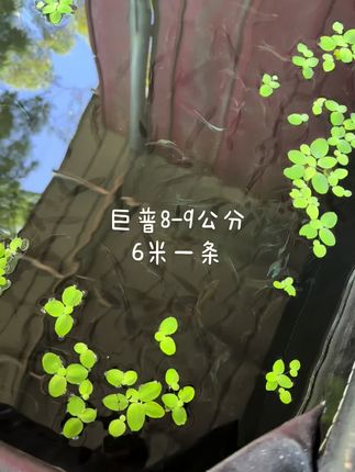 #巨普斗鱼 #小鱼儿 #养鱼