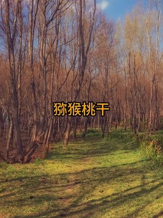 陕西猕猴桃干 奇异果干 大片厚切高维C软糯营养健康#猕猴桃干 #水果干 #奇异果干
