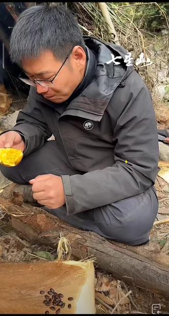 道友吃上瓜蒌了#七星山荒野求生 #荒野求生