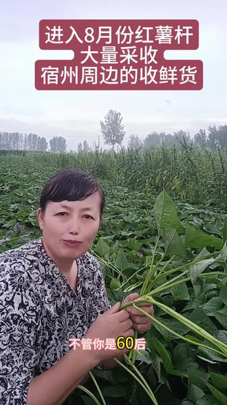 #抖音小助手 #抖音助农 红薯杆继续收集