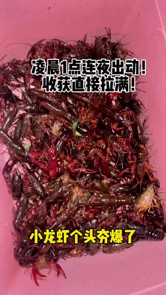 想去抓虾的在评论区留言!凌晨一点说走就走,深夜奔赴抓小龙虾 凌晨一点心血来潮
收拾装备说走就走
趁着夜色出门寻虾
晚风相伴自在惬意
忙活一晚满载而归
新鲜肥嫩太过满足
#凌晨抓小龙虾 #深夜行动 #抓虾日常 #辉县 #小龙虾收获