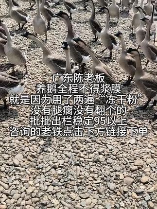 #养鹅技术分享 #养殖技术 #养鹅技术 #养鹅专业户 #养殖人