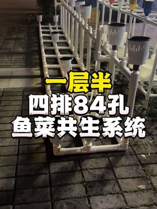 一层半84孔大盆系统#鱼菜共生 #虹吸排水 #阳台种菜 #庭院生活 #智慧农业