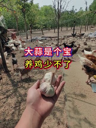 #养鸡小妙招 #养鸡人 #养鸡技术