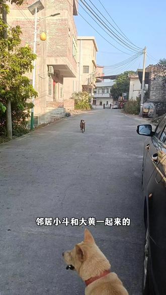 邻居小狗又交新朋狗了#中华田园犬 #狗狗