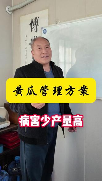 黄瓜的管理方案,从定值,浇水,病害,管理一个视频教会你#黄瓜管理 #种植小技巧 #黄瓜病虫害
