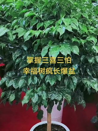 #分享家庭养花知识 #幸福树