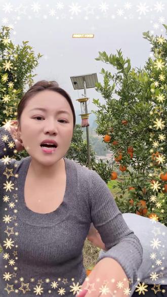 正宗四川春见耙耙柑 净重4.5-5斤新鲜 皮薄现摘 当季水果细嫩香甜#春见耙耙柑 #耙耙柑 #当季水果 #水果