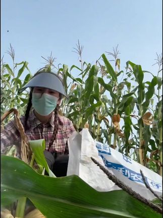 掰不动了 你们来偷吧 这天把人能热死...