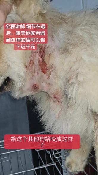 全程讲解 细节在最后,哪天你家狗遇到这样的可以省下近千元#家有萌宠 #狗狗的心思都写在脸上了 #狗是人类最忠诚的朋友 #土松 #中华田园犬