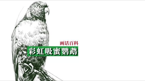 彩虹吸蜜鹦鹉的画法 彩虹吸蜜鹦鹉,鹦鹉界的颜值担当,那是相当炸裂#画画 #手绘 #儿童科普 #彩虹吸蜜鹦鹉 #速写