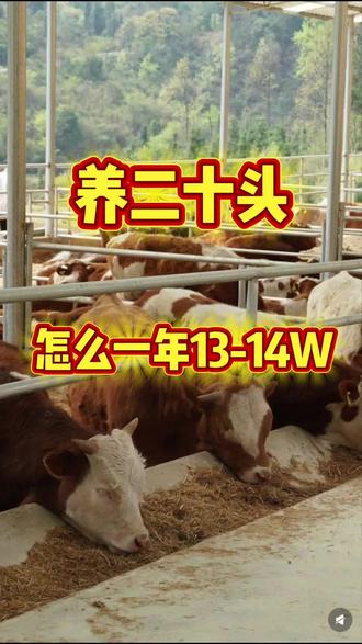 养牛20头,怎么年入14万#养牛人 #科学养牛 #农村养牛 #养牛技术