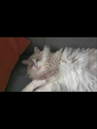 #啊是猫猫 #萌宠出道计划 #家有萌宠
