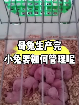 母兔生产完,小兔要如何管理呢#三农 #养兔 #养兔人 #兔子 #仔兔