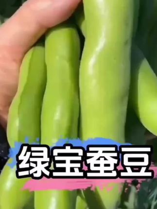 好吃又好种的绿宝蚕豆 #种植 #蚕豆 #蚕豆种植 #绿宝蚕豆种子 #阳台小院均可种植