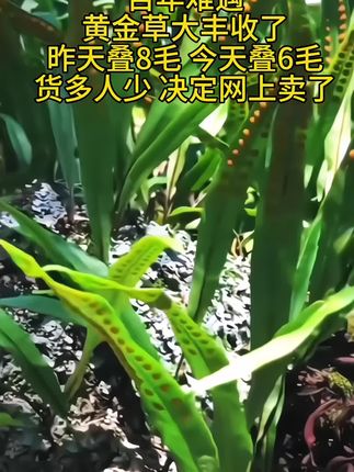 正宗深山小叶黄金草 #黄金草泡水 、煮水 #纯野生 #大自然的馈赠 #产地直发