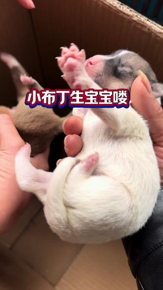 小布丁生宝宝喽!!!#记录可爱的动物 #边牧 #狗 #真实生活记录 #原创视频
