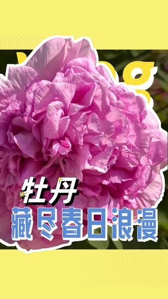太原遛娃赏牡丹,带娃积累唯美古诗词 #太原遛娃 #迎泽公园 #牡丹古诗 #亲子美育 #暮春赏花