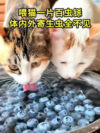 #养猫人 #萌宠出道计划 #科学养宠攻略#养猫经验分享