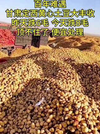 2025年第一批的甘肃定西粉面土豆成熟啦!!#优质农产品 #土豆 #洋芋 #软糯香甜  #黄皮黄心土豆