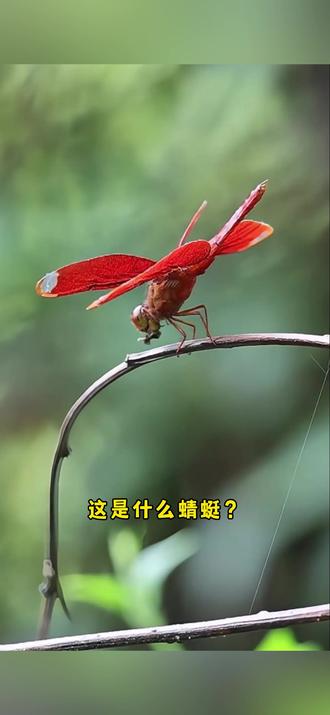 盘点常见的蜻蜓 #蜻蜓 #蜻蜓点水 #蟌 #科普 #科普知识 #科普
