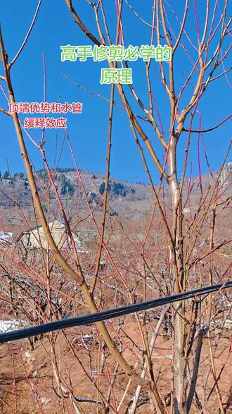 修剪原理探讨顶端优势原理
#果树修剪入门#桃树修剪技术 #顶端优势的运用和水管缓释效应#桃树修剪大课堂