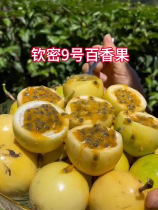 #百香果 #黄金百香果 #百香果爆籽