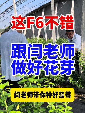 这F6不错,跟闫老师做好花芽,闫老师带你种好蓝莓 #蓝莓种植 这F6不错,跟闫老师做好花芽,闫老师带你种好蓝莓 #蓝莓种植技术 #花芽分化 #闫老师讲蓝莓